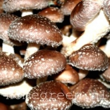 50 shiitake deuvels 